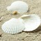 30PCS Natural White Scallop Sea Shells 2–3 Inch Bulk Set, Real Seashells for Crafts, DIY Painting, Beach Wedding Decor, Candle Making, Ocean Theme Party & Coastal Home Decoration